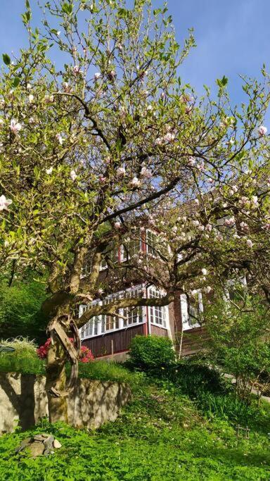 Haus Am Wald Zorge 16+ Gaeste Walkenried Екстериор снимка