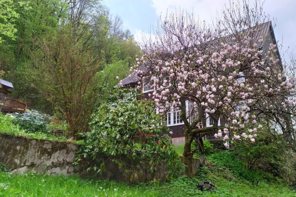 Haus Am Wald Zorge 16+ Gaeste Walkenried Екстериор снимка